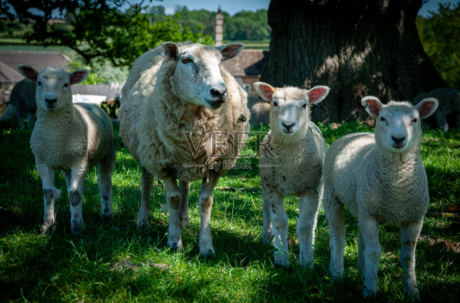 在英国的田野里，一群幸福的绵羊照片摄影图片