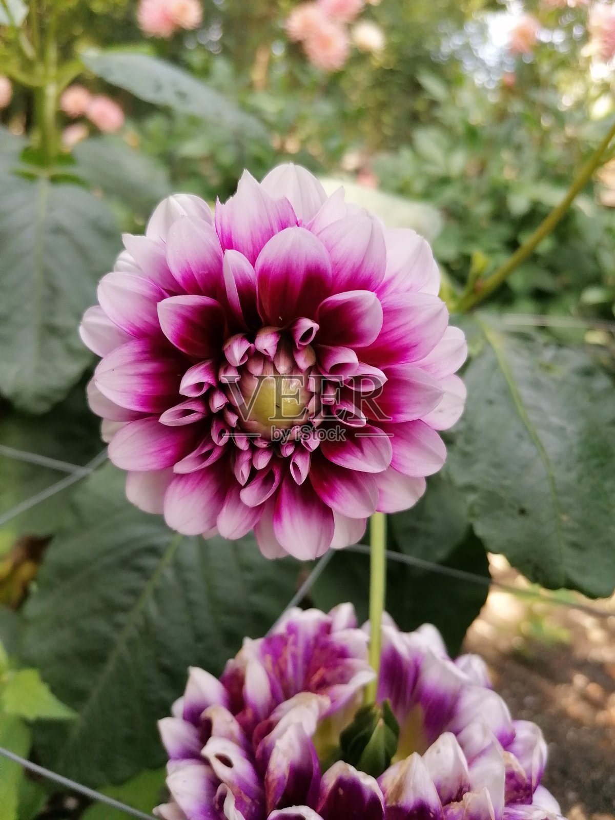 花照片摄影图片