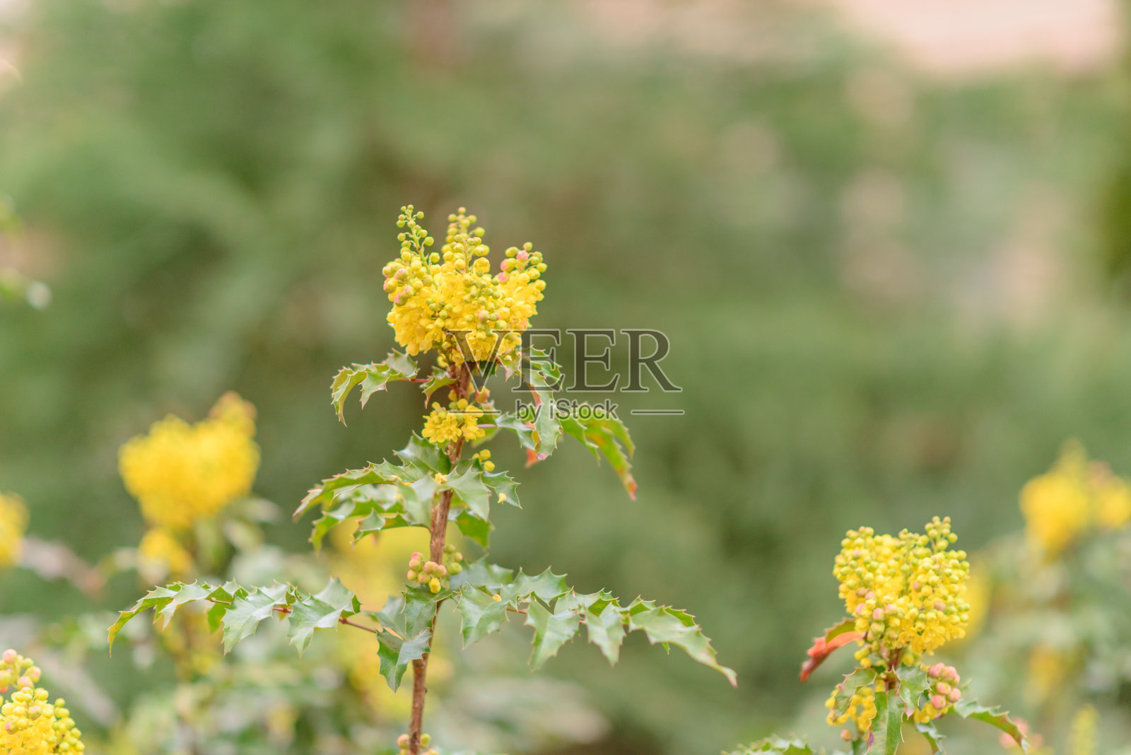花园里有黄色的花照片摄影图片