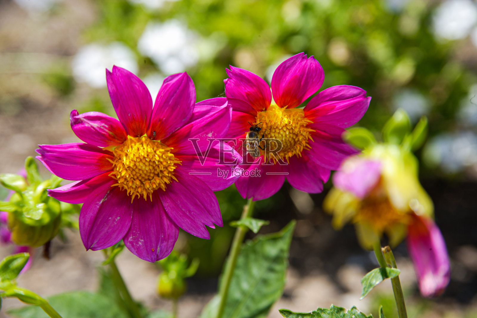 紫红色的雏菊照片摄影图片