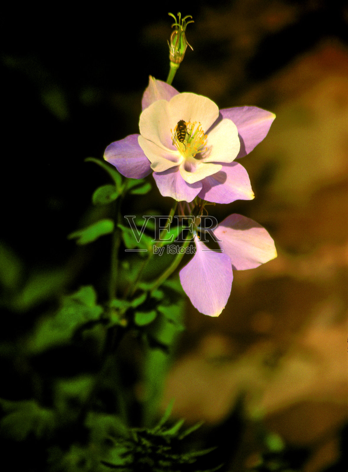 接近耧菜花-科罗拉多州花003照片摄影图片