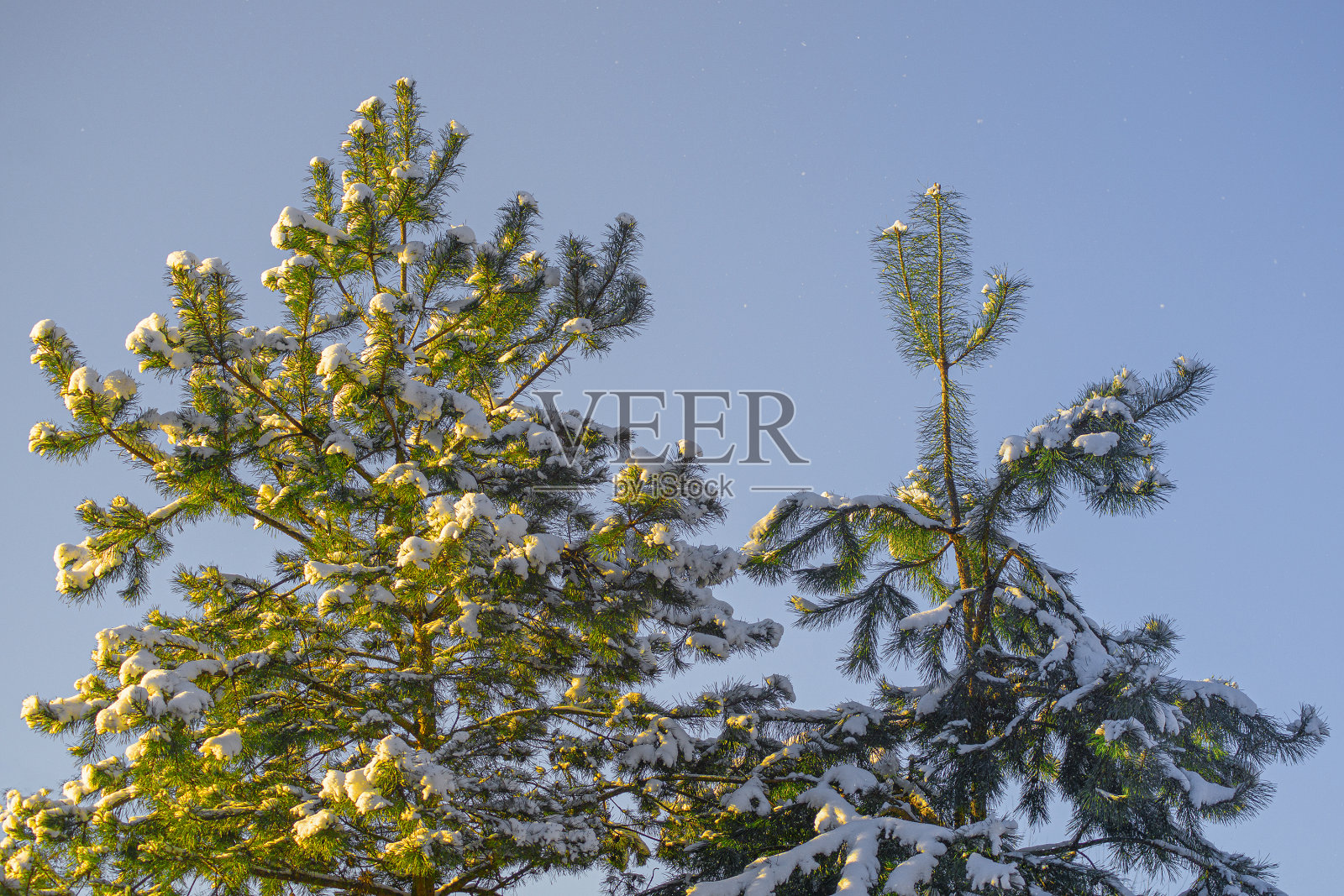 松枝上的雪。照片摄影图片
