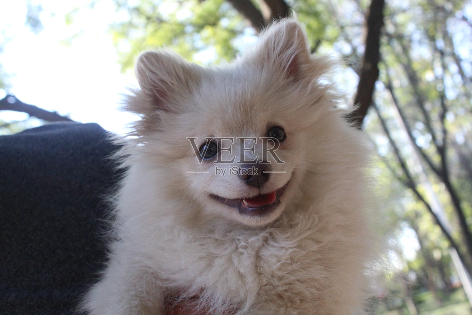 小白狗被主人抱在怀里照片摄影图片