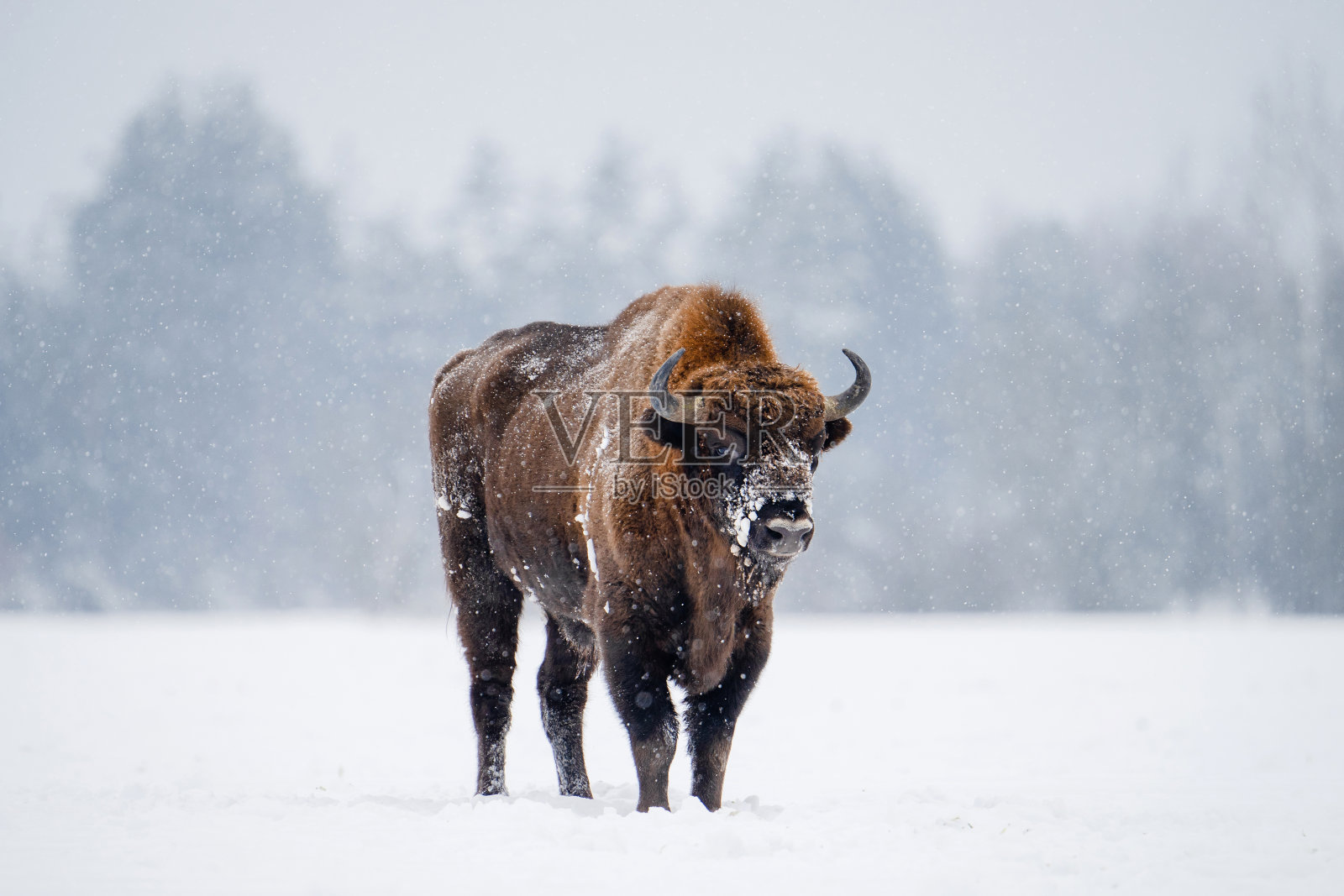 野牛在降雪照片摄影图片