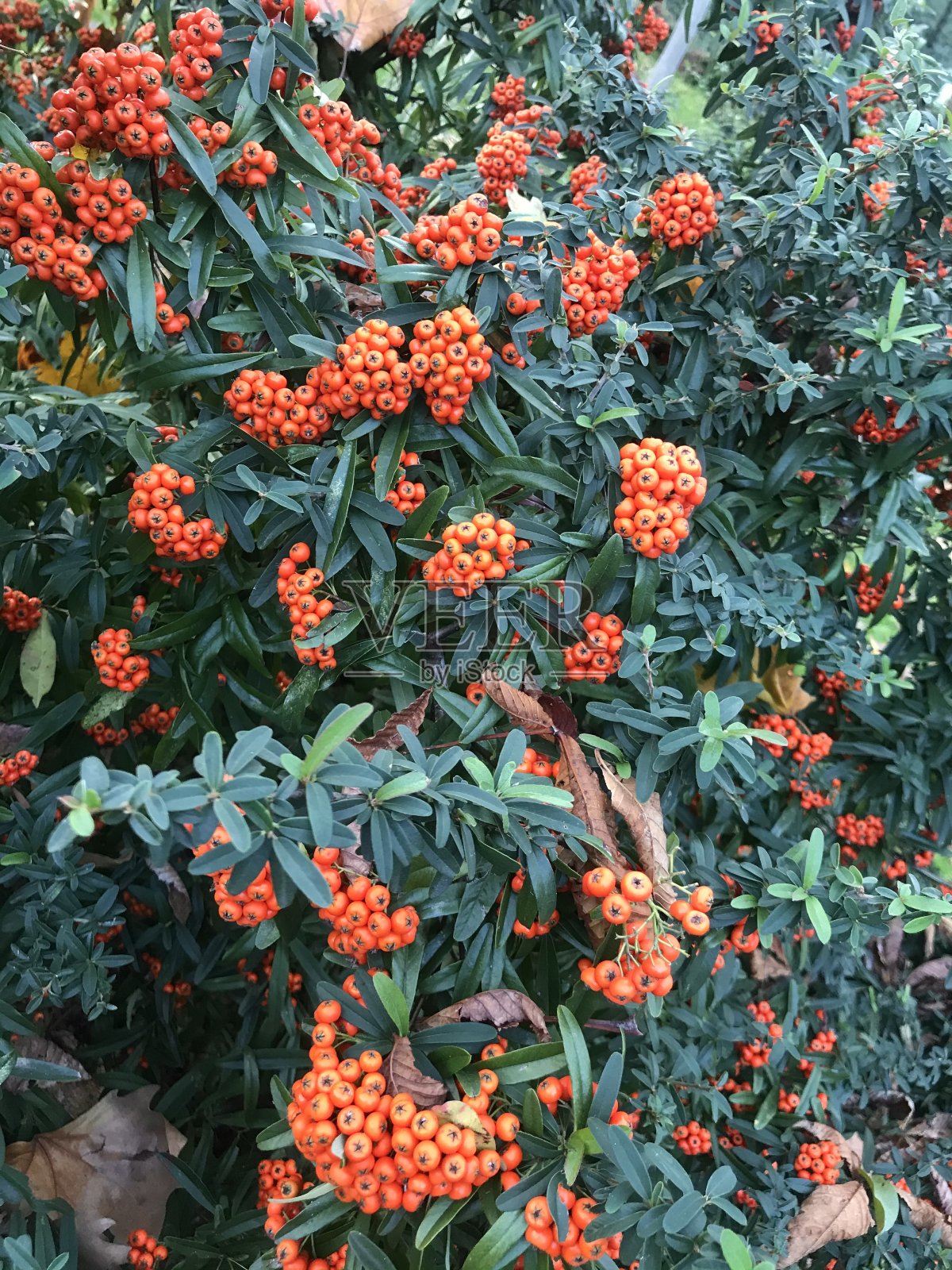 红色圣诞花植物照片摄影图片