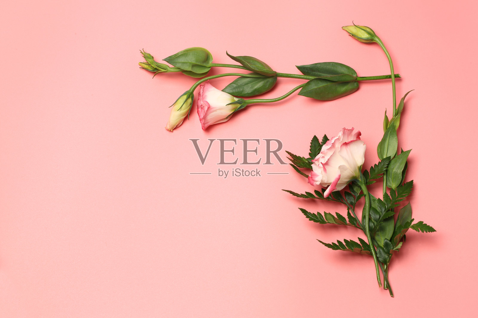 粉色背景上精致花朵的简约概念照片摄影图片