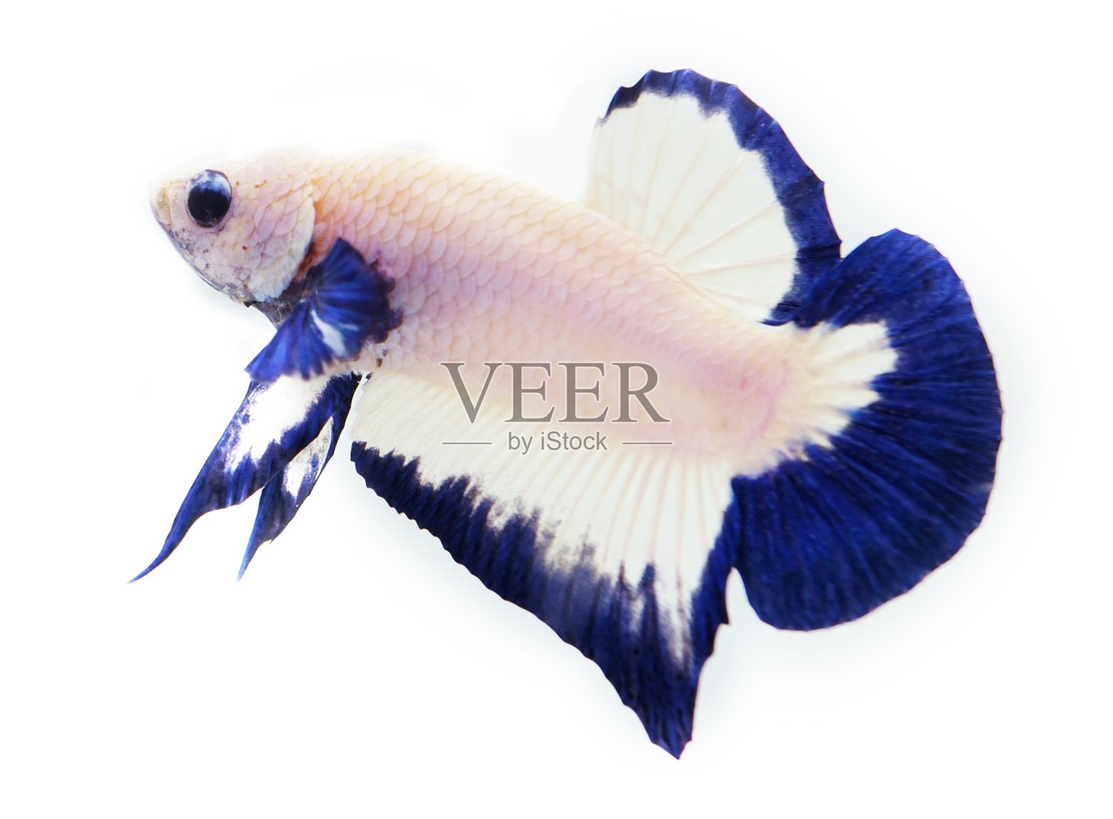 半月斗鱼蓝色边缘颜色照片摄影图片