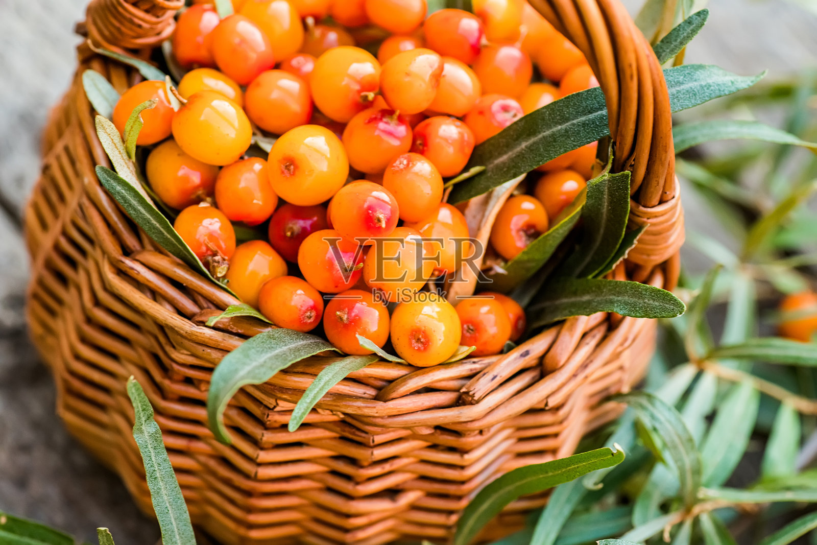 黄色的浆果，河马和树叶。一篮沙棘。收获sallowthorn。收集成熟的浆果，用于制备药用植物和蒸煮冲剂和沙棘茶。照片摄影图片