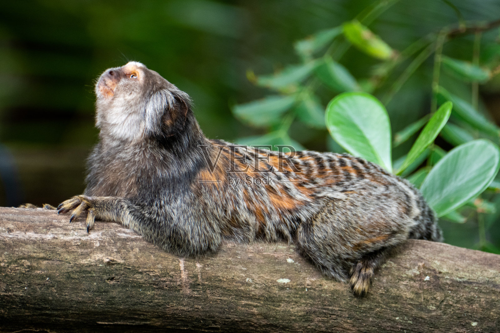 一个黑色簇绒狨猴的特写。照片摄影图片