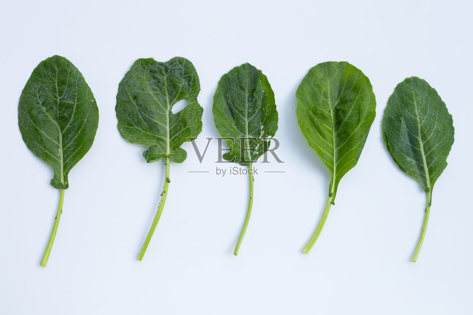 羽衣甘蓝的绿叶有洞，被害虫吃掉。有机蔬菜照片摄影图片