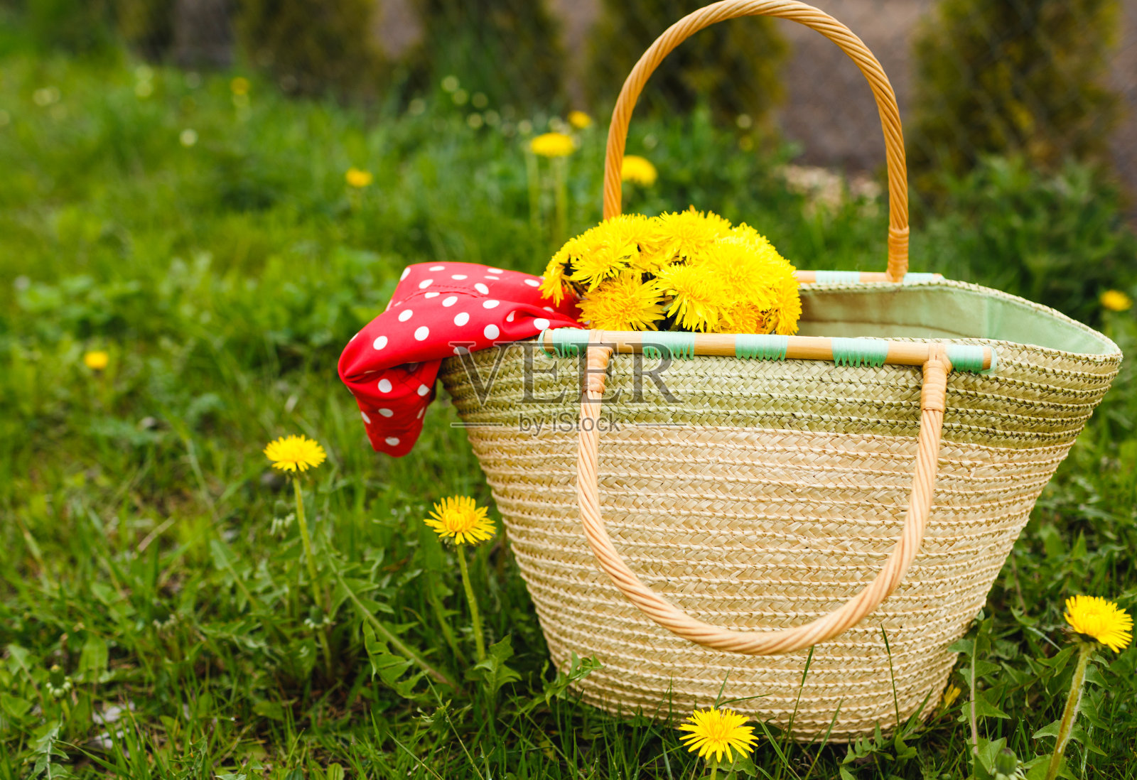 绿色的草地上立着一个柳条袋，上面种着黄色的蒲公英。春天的心情。照片摄影图片