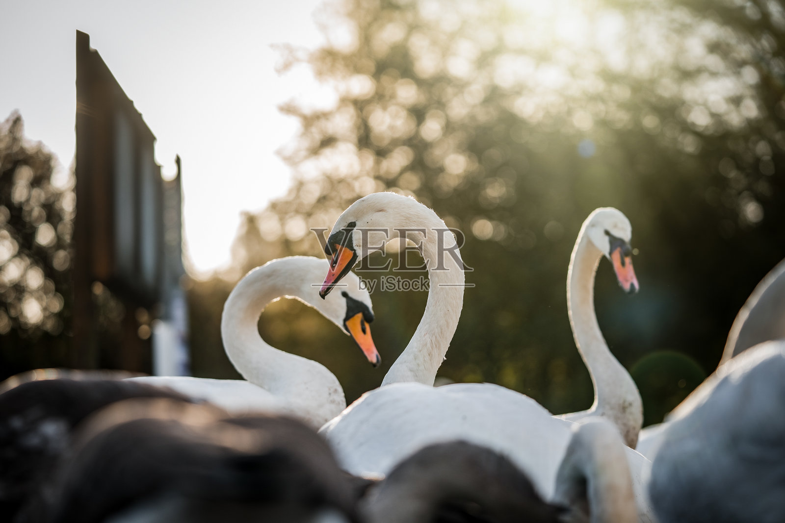 美丽的白天鹅阳光光线夏天的一天自然公园印章在看相机树橙色的喙湖野生动物保护区优雅的日落日出天鹅座明亮干净的鸟聚集在一起白天照片摄影图片
