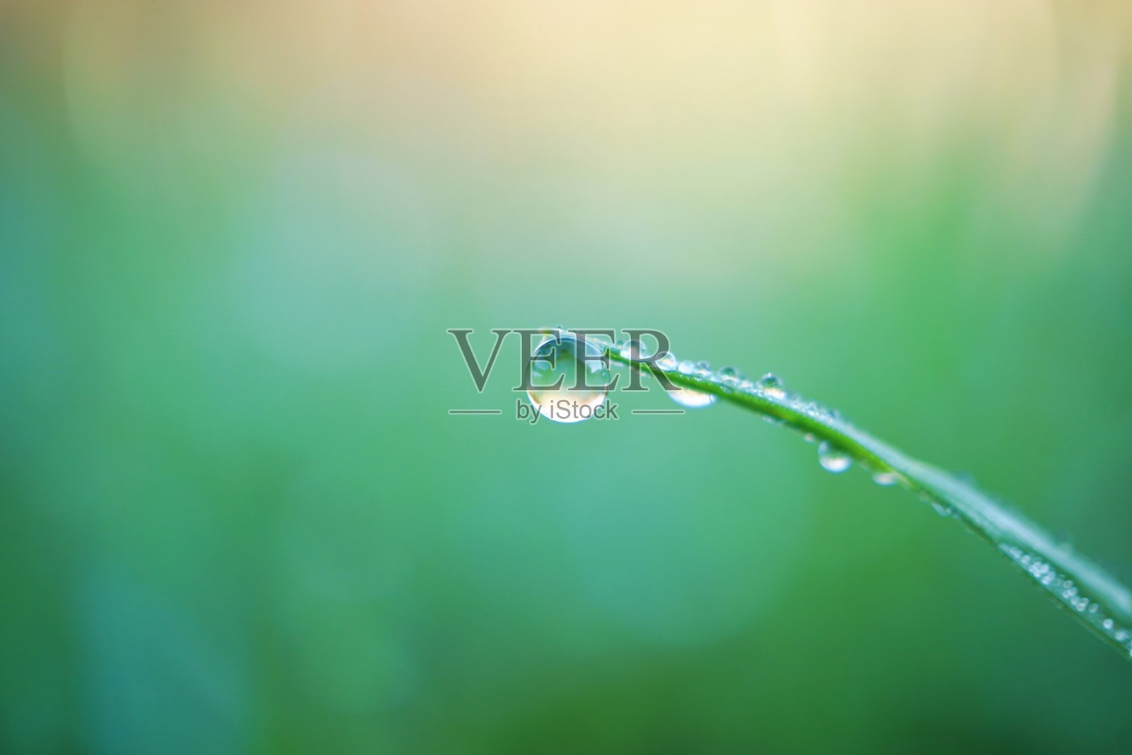 雨点落在草叶上照片摄影图片