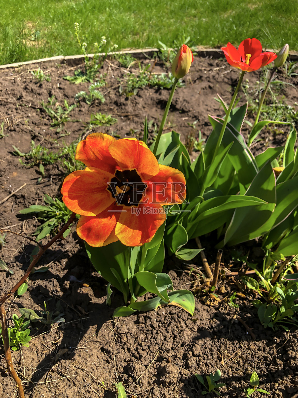 美丽的郁金香春天的花在花园里照片摄影图片