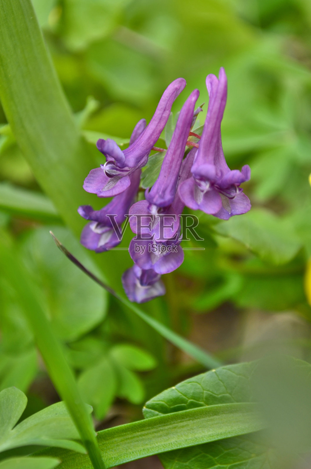 花照片摄影图片