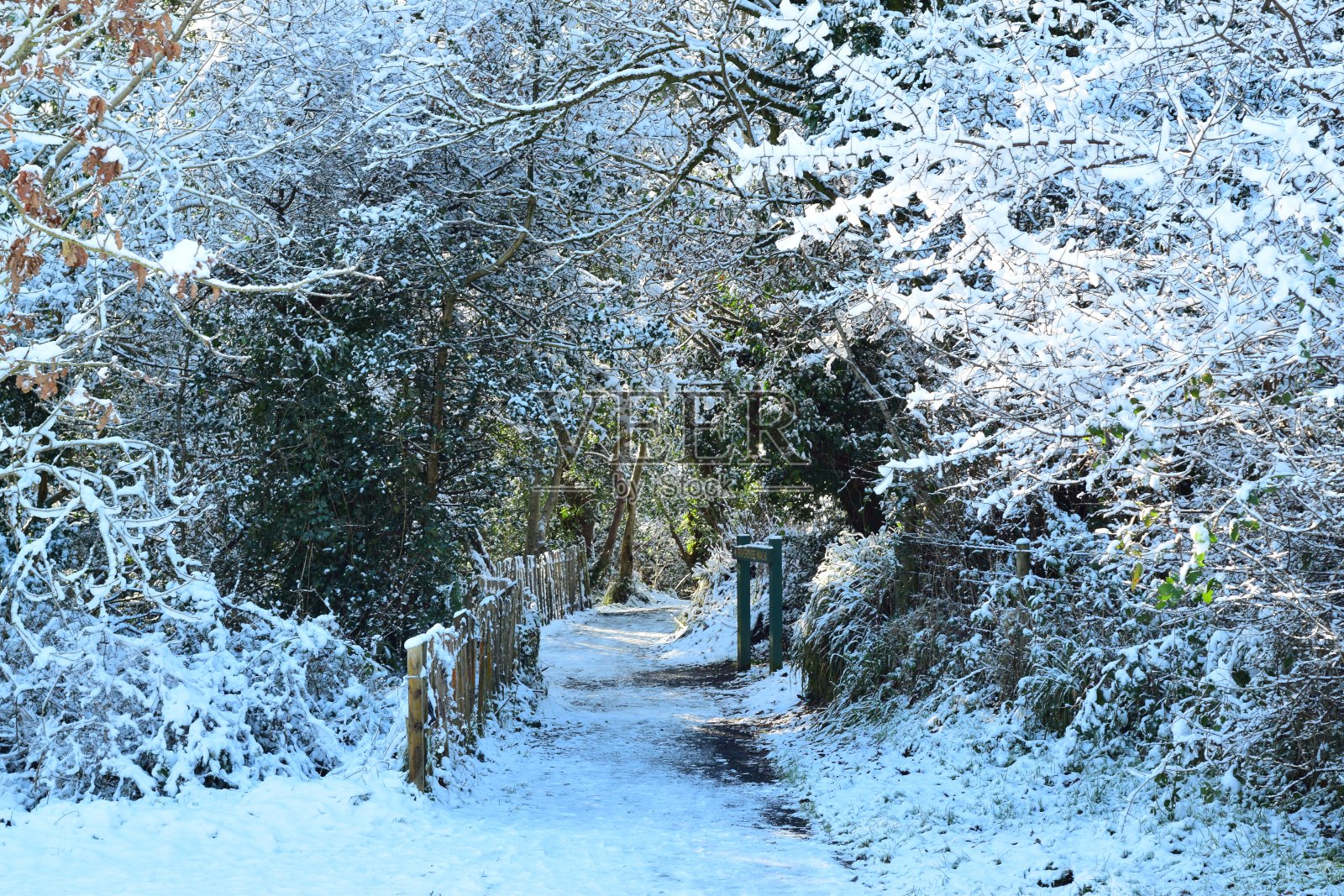 冬天的树林里下雪了照片摄影图片