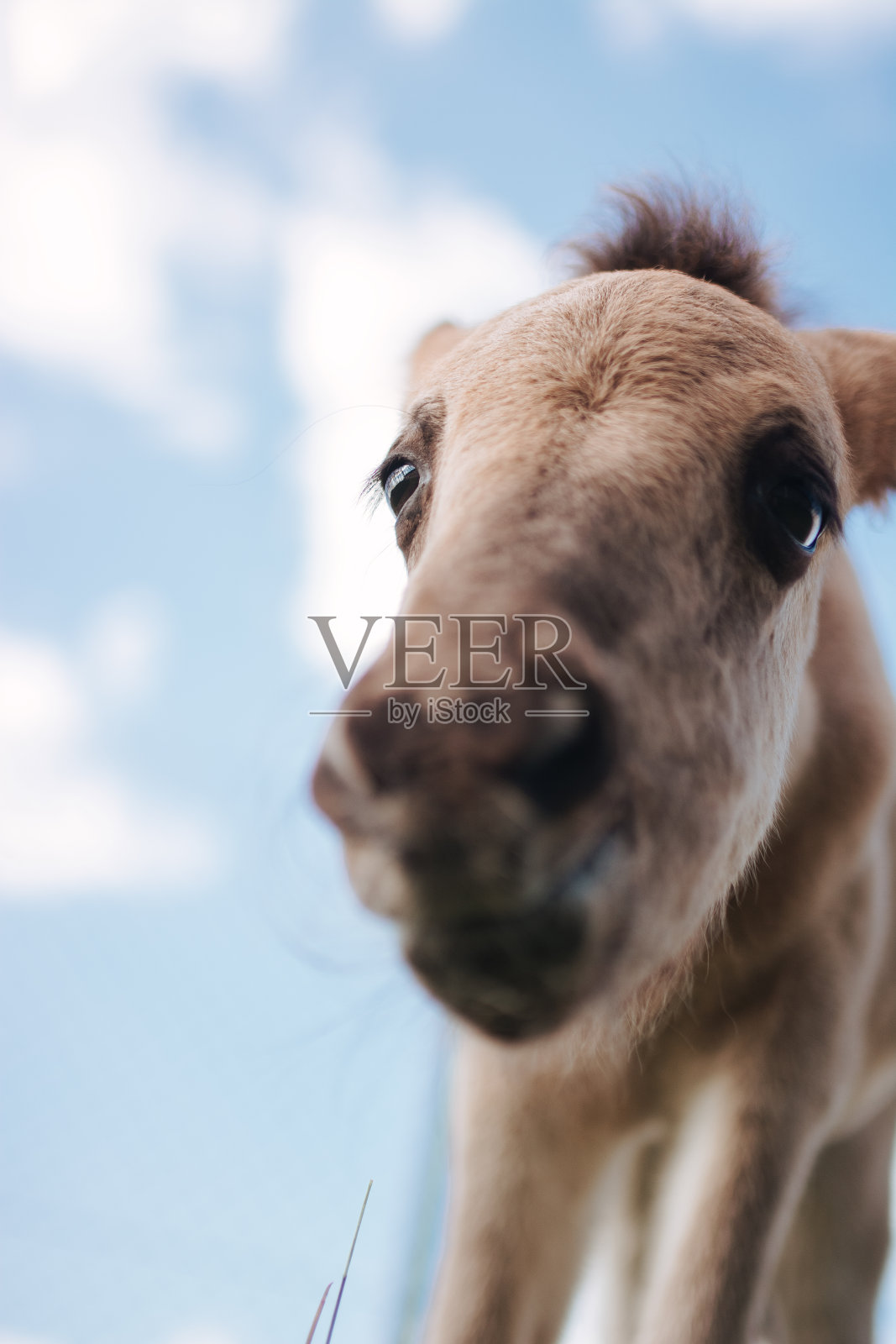 漂亮的小马有一双又大又圆的眼睛照片摄影图片