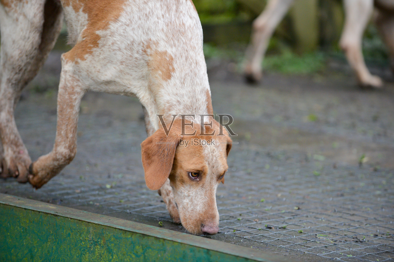 近距离拍摄的大猎犬嗅地面试图找到狐狸的气味，而外出打猎的狐狸在英国乡村。照片摄影图片