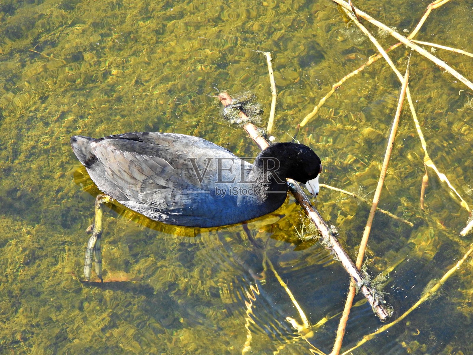 在佛罗里达湿地游泳的美洲白骨鸡照片摄影图片