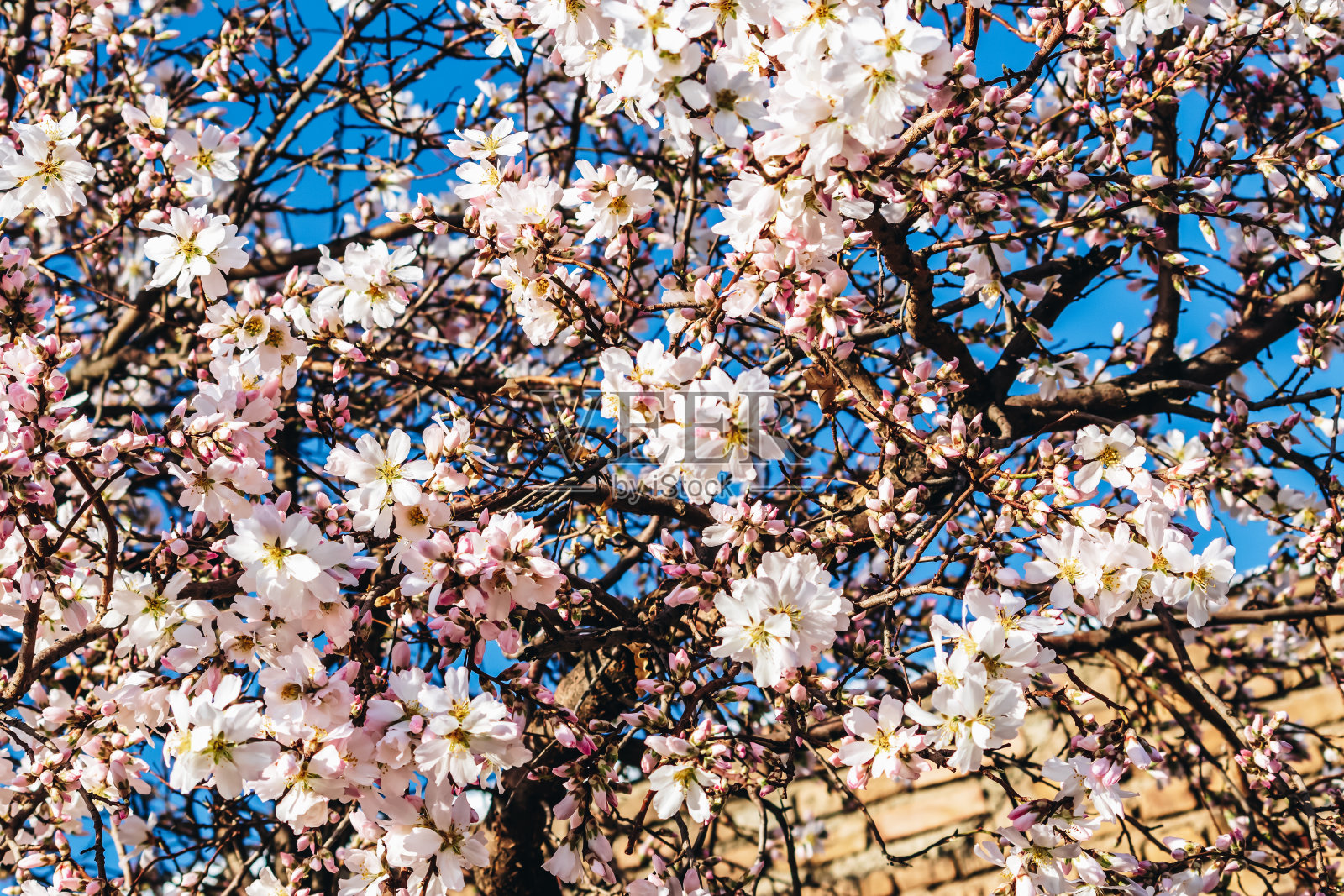 蓝天背景下的白色杏树花照片摄影图片