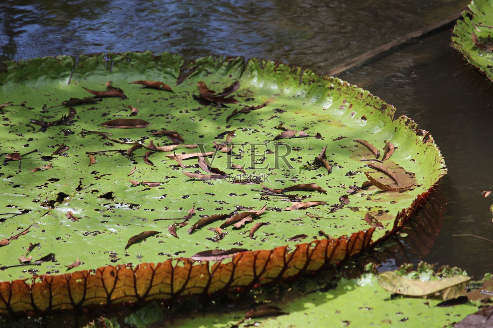 维多利亚皇家别墅漂浮在亚马逊森林的水面上照片摄影图片