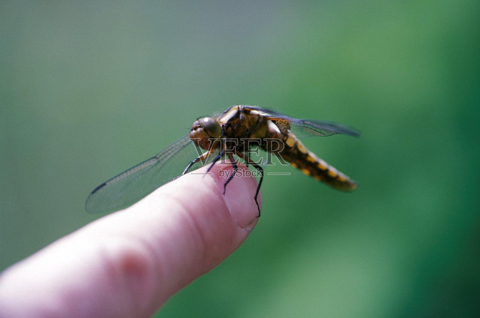 蜻蜓坐在手指上照片摄影图片