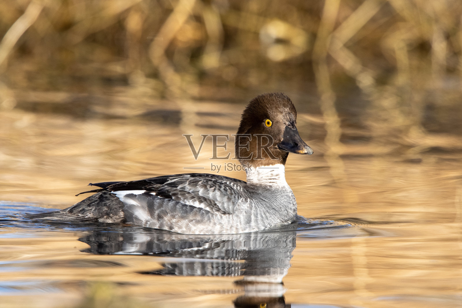 海狸池塘中的雌性(母鸡)金眼鸭照片摄影图片