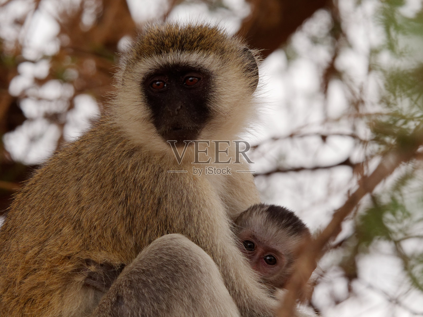 Vervet猴照片摄影图片