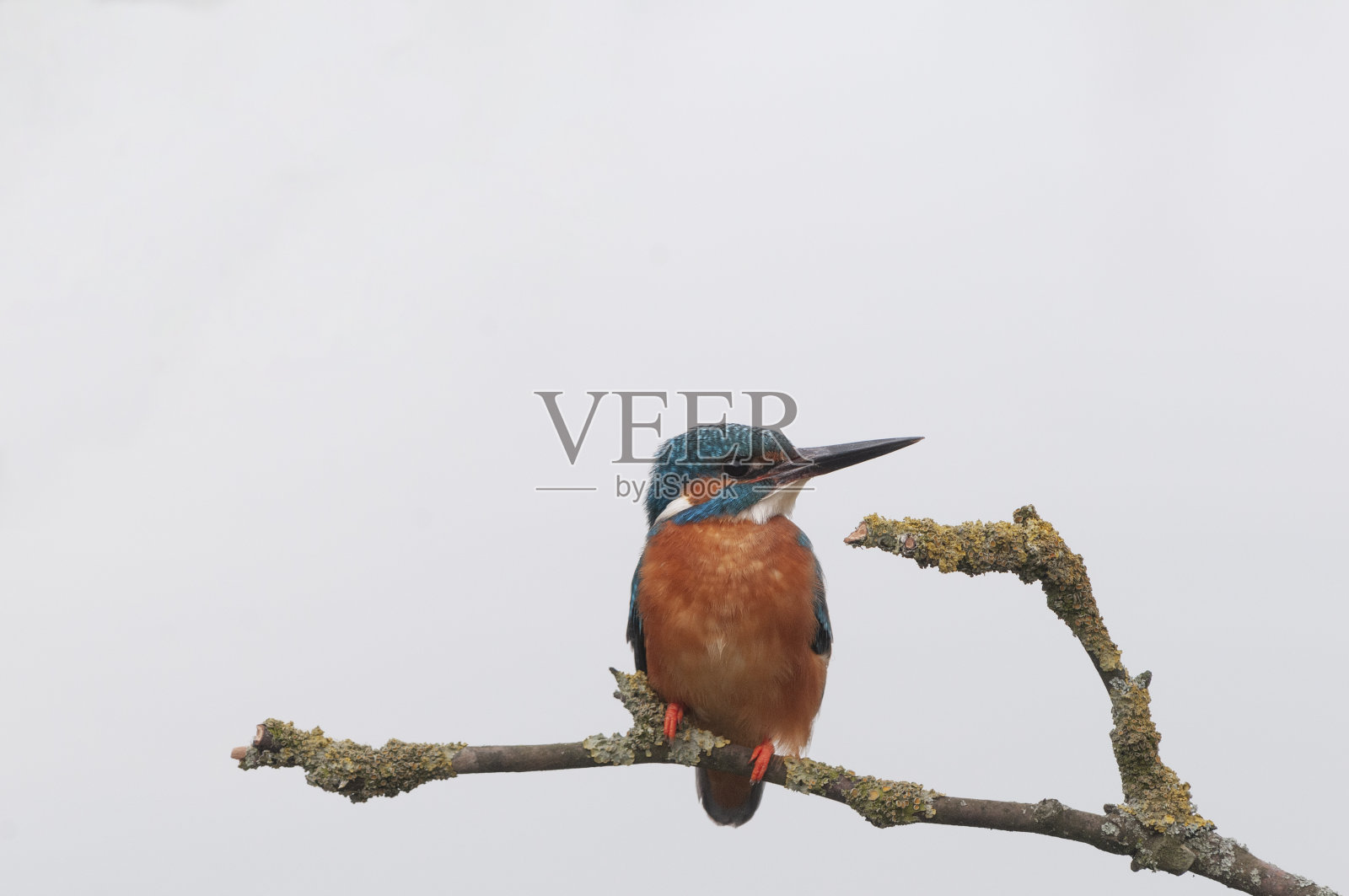 翠鸟(普通)照片摄影图片