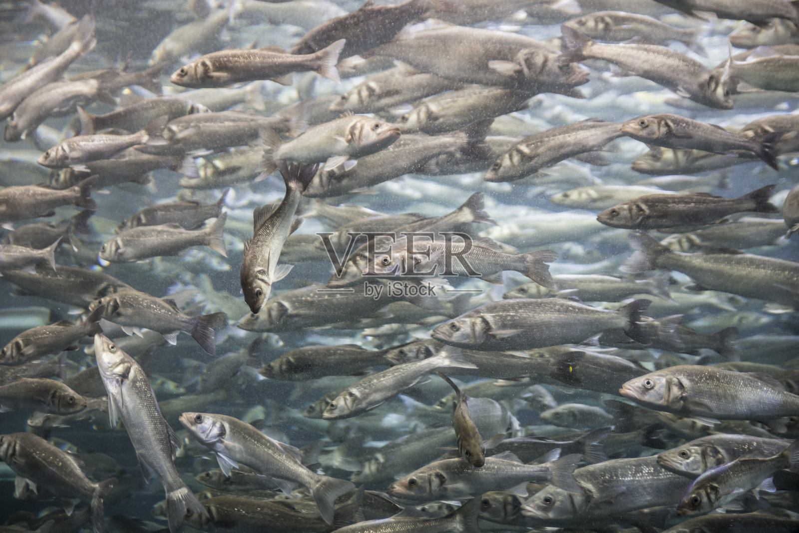 鱼照片摄影图片