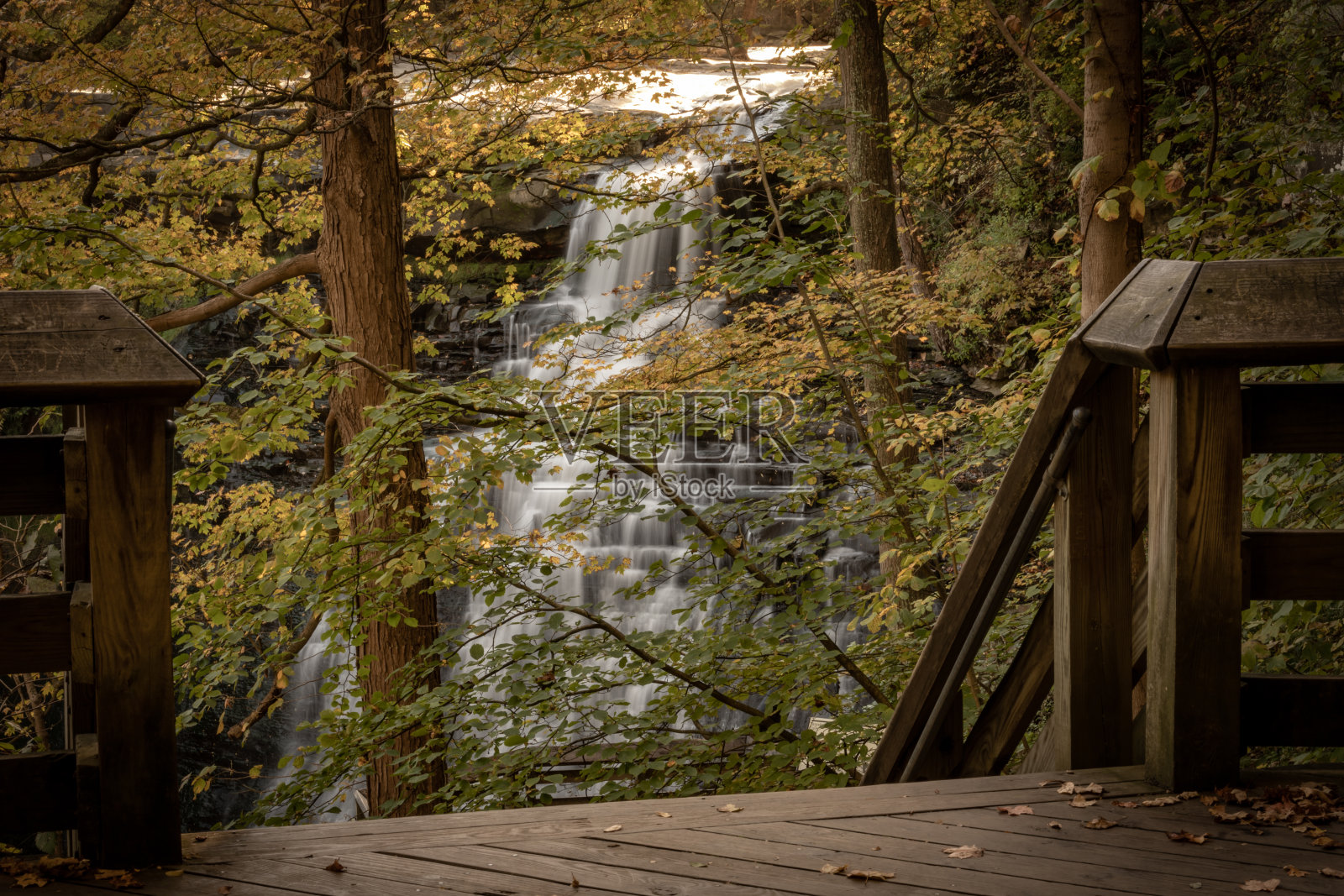 白兰地酒从观景台的树上落下照片摄影图片