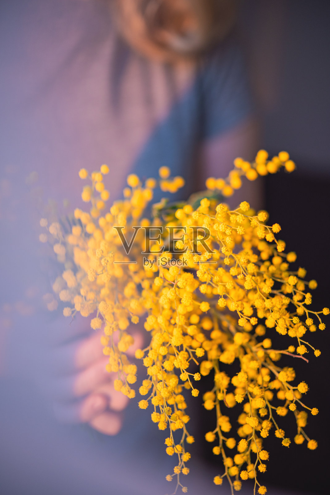 夕阳下，女孩捧着一束春天的含羞草花。3月8日概念，妇女节快乐。“n照片摄影图片