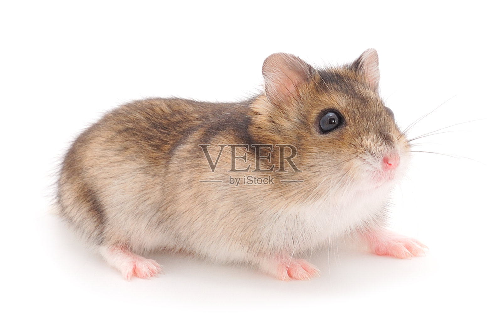 矮灰仓鼠照片摄影图片