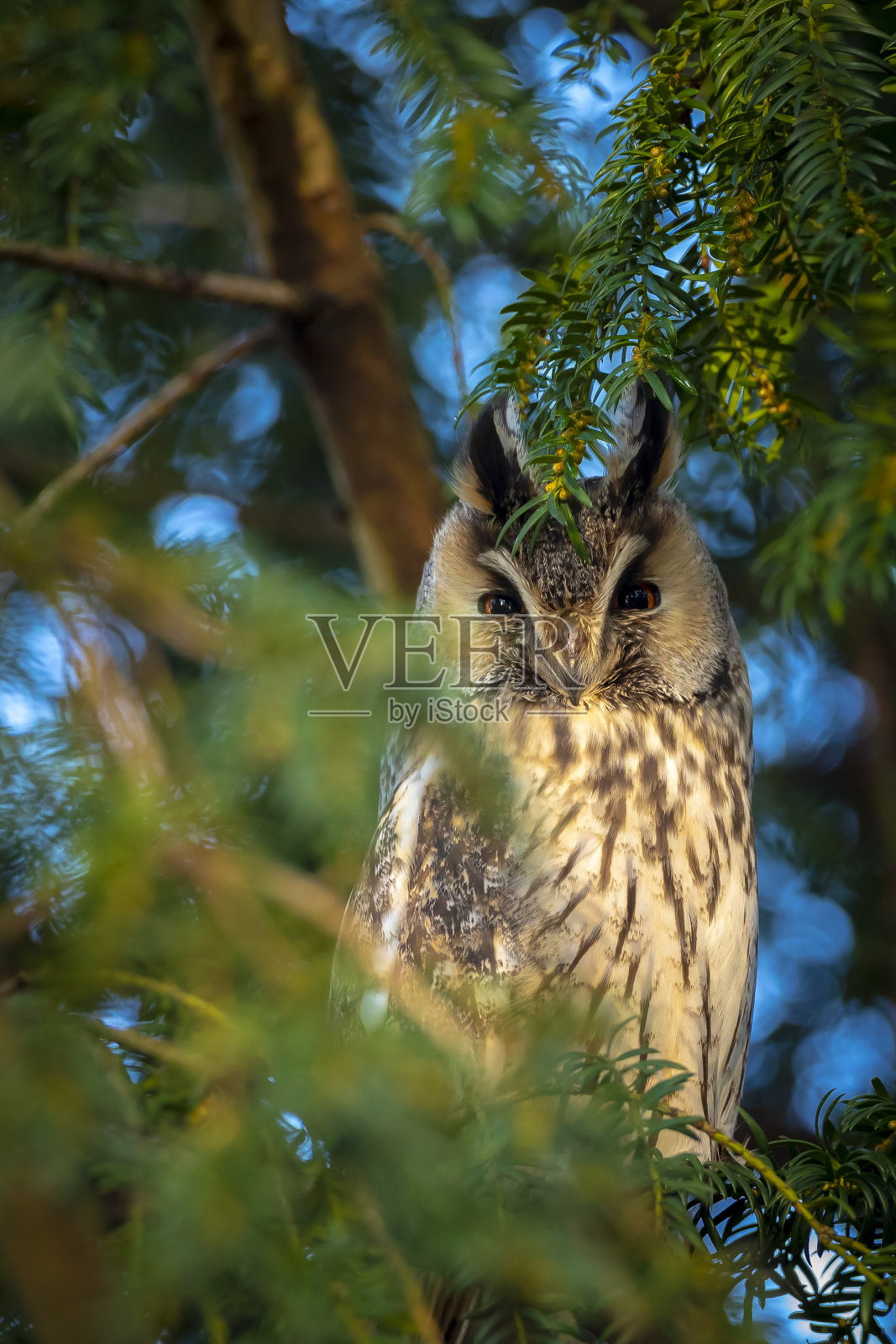 长耳猫头鹰，猛禽栖息在一棵树上照片摄影图片