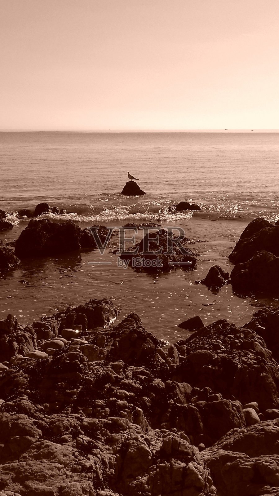 这只鸟照片摄影图片