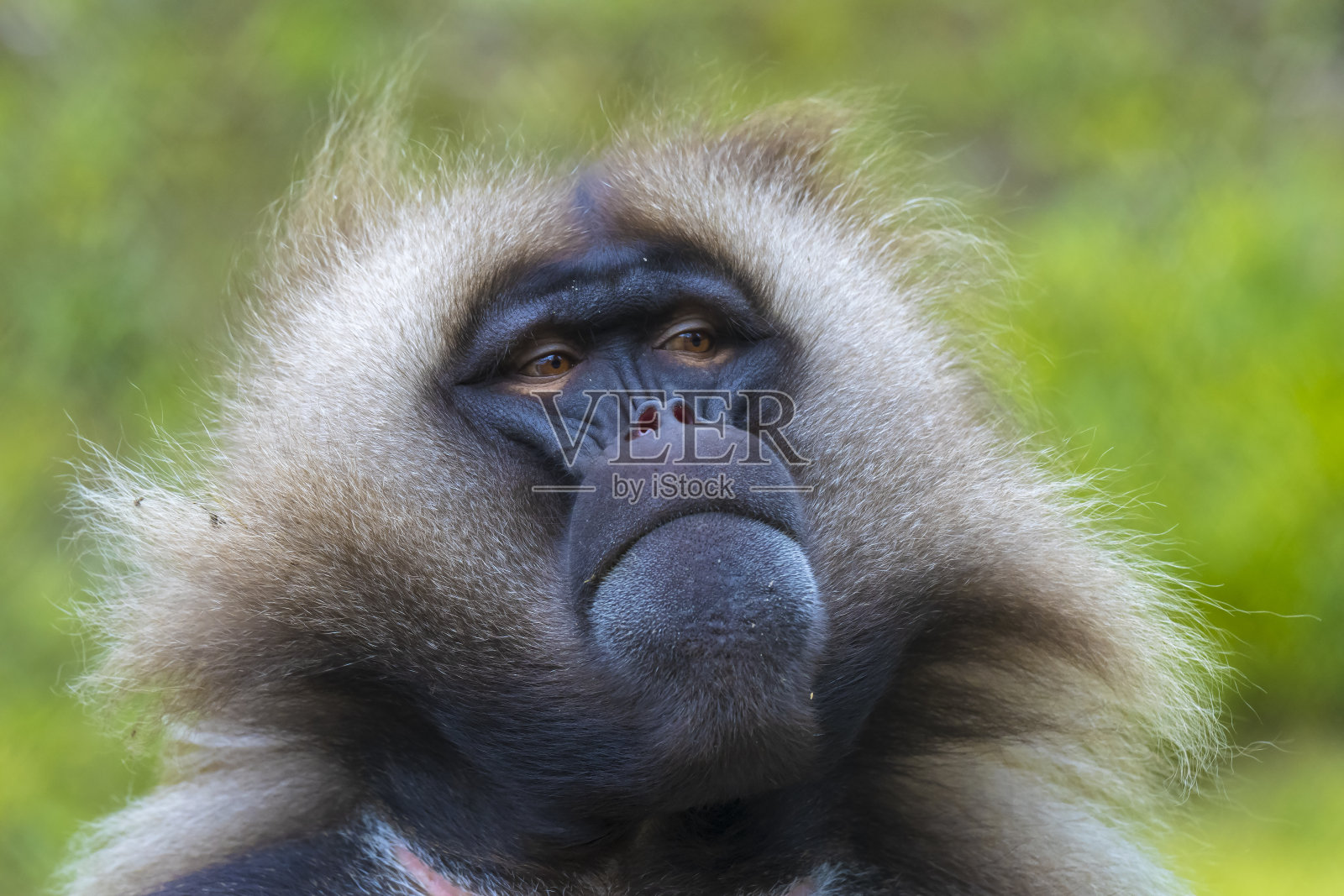 狒狒，明氏菌，近距离观察照片摄影图片