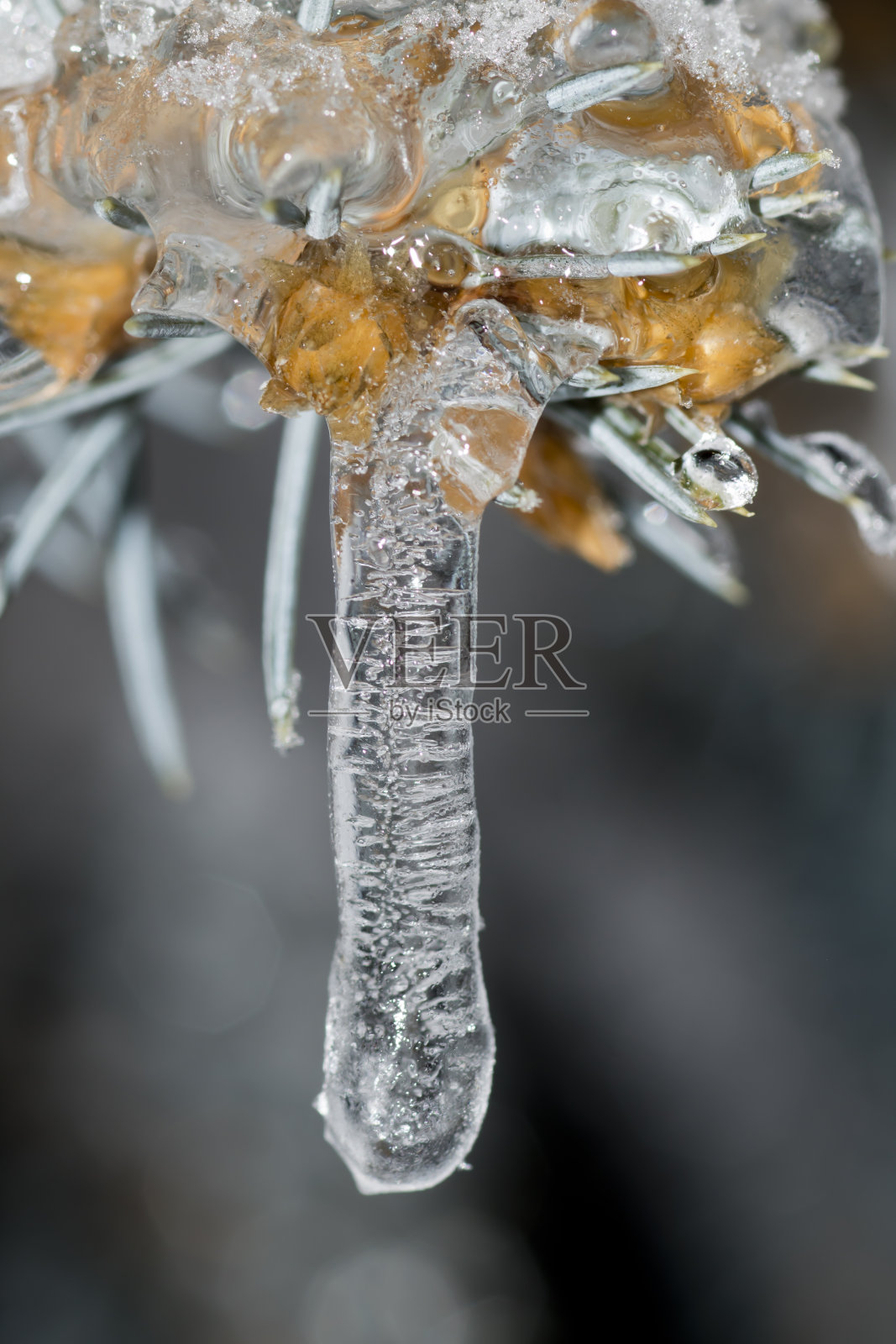 松针上挂着冰柱照片摄影图片