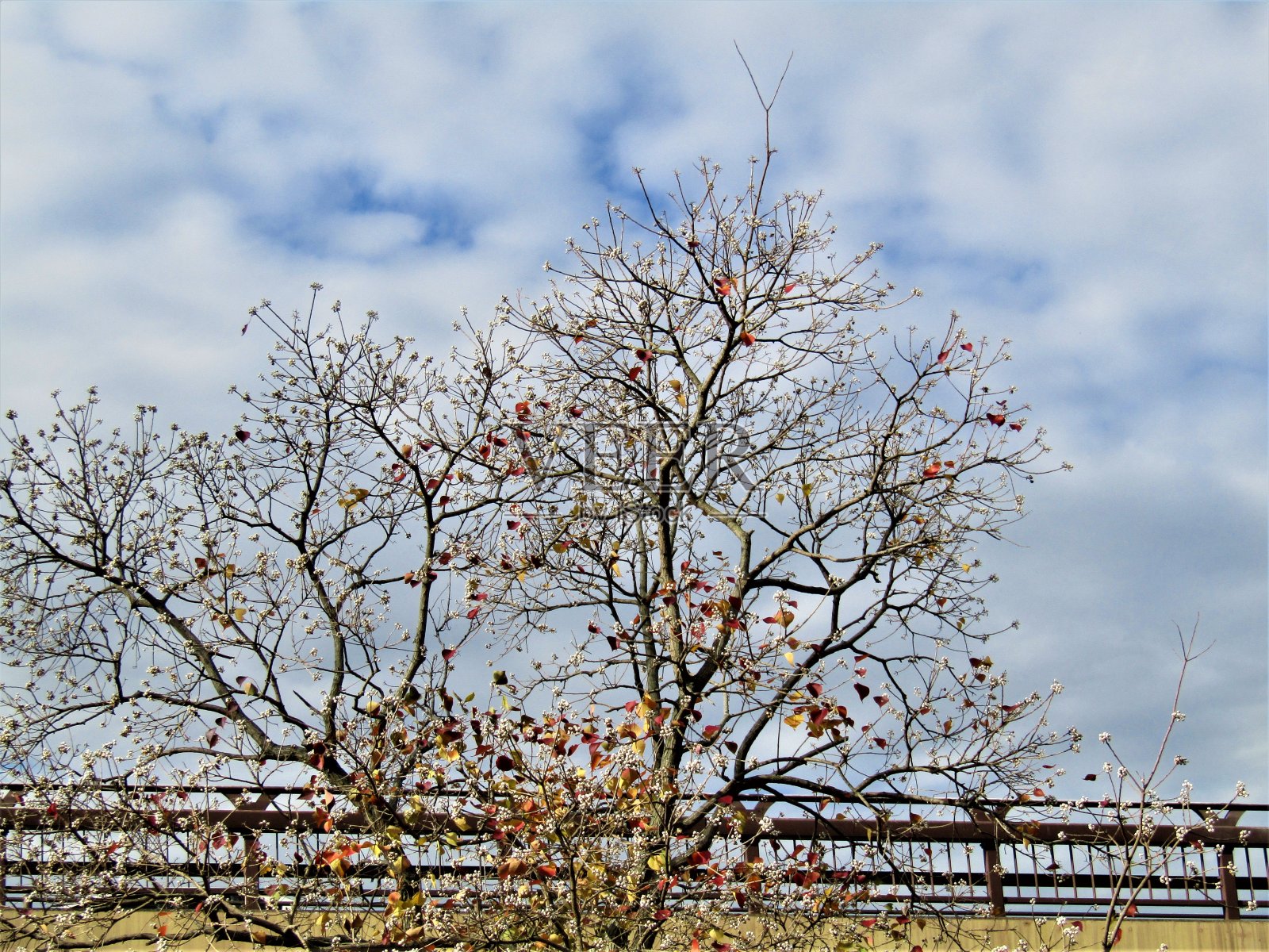 日本。11月。秋天的背景。照片摄影图片