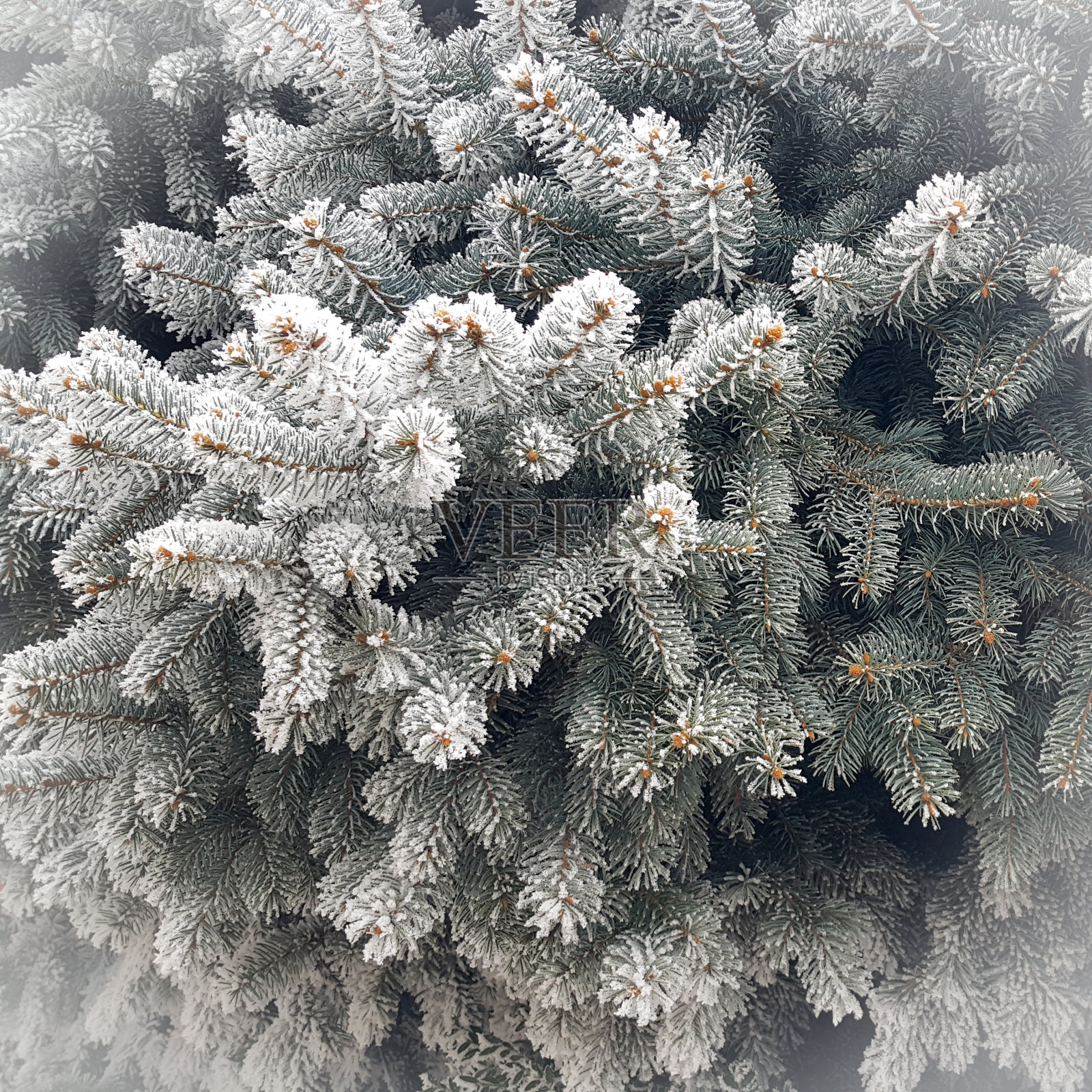 覆盖着雪的云杉针叶。结霜的冬天，树枝上积了许多雪。舒缓的冬季背景。12月和1月。照片摄影图片