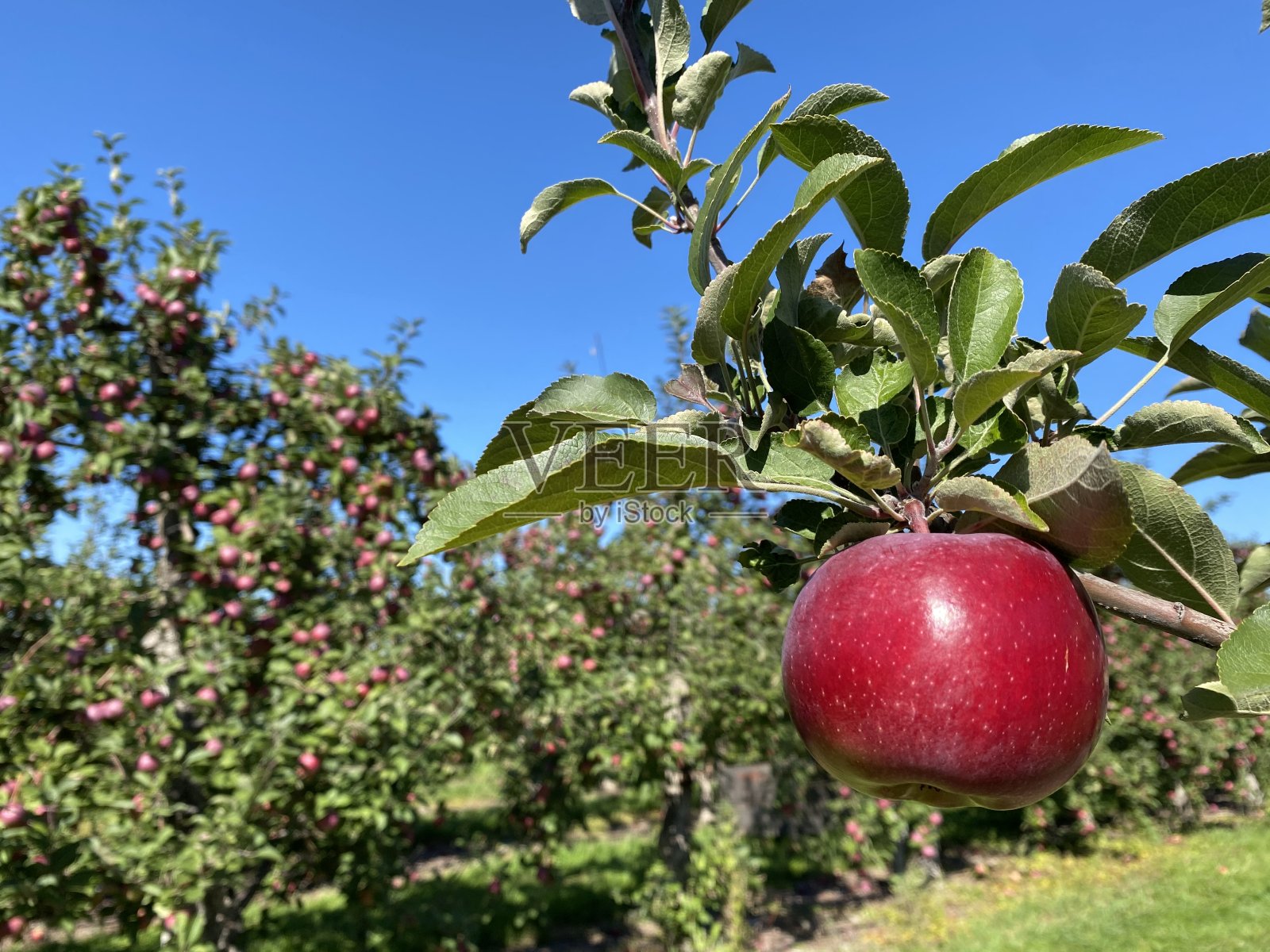 在农场采摘苹果照片摄影图片