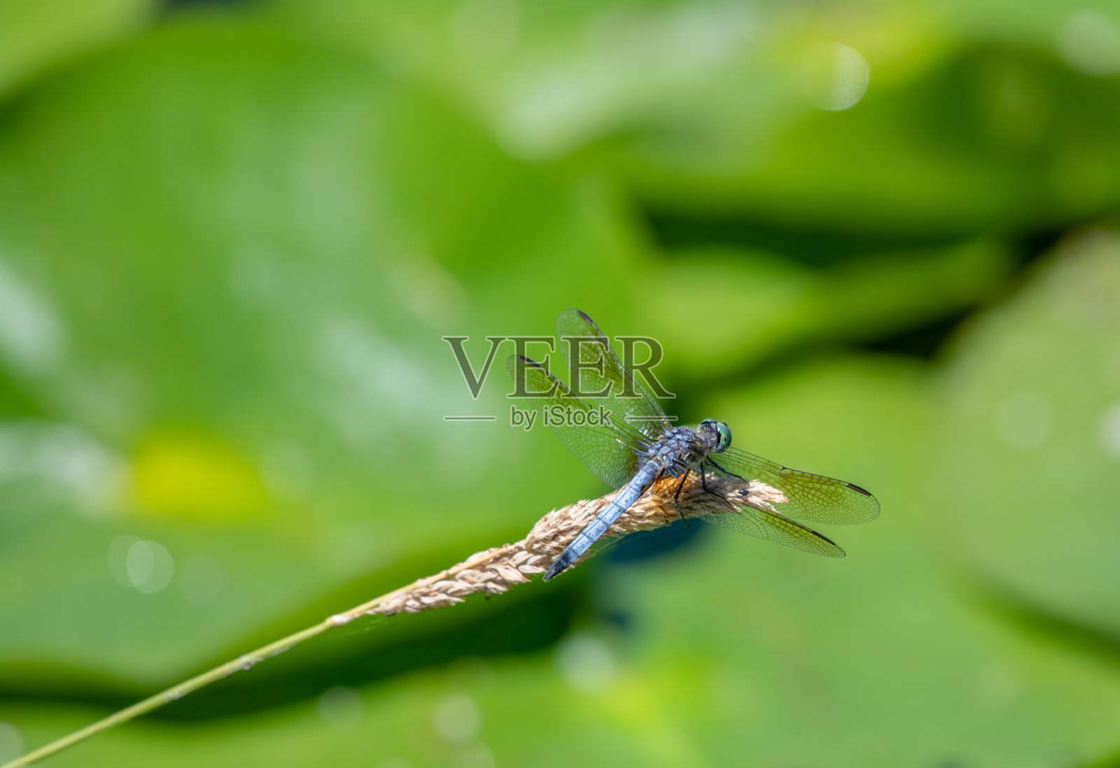 蜻蜓挂在树枝上照片摄影图片