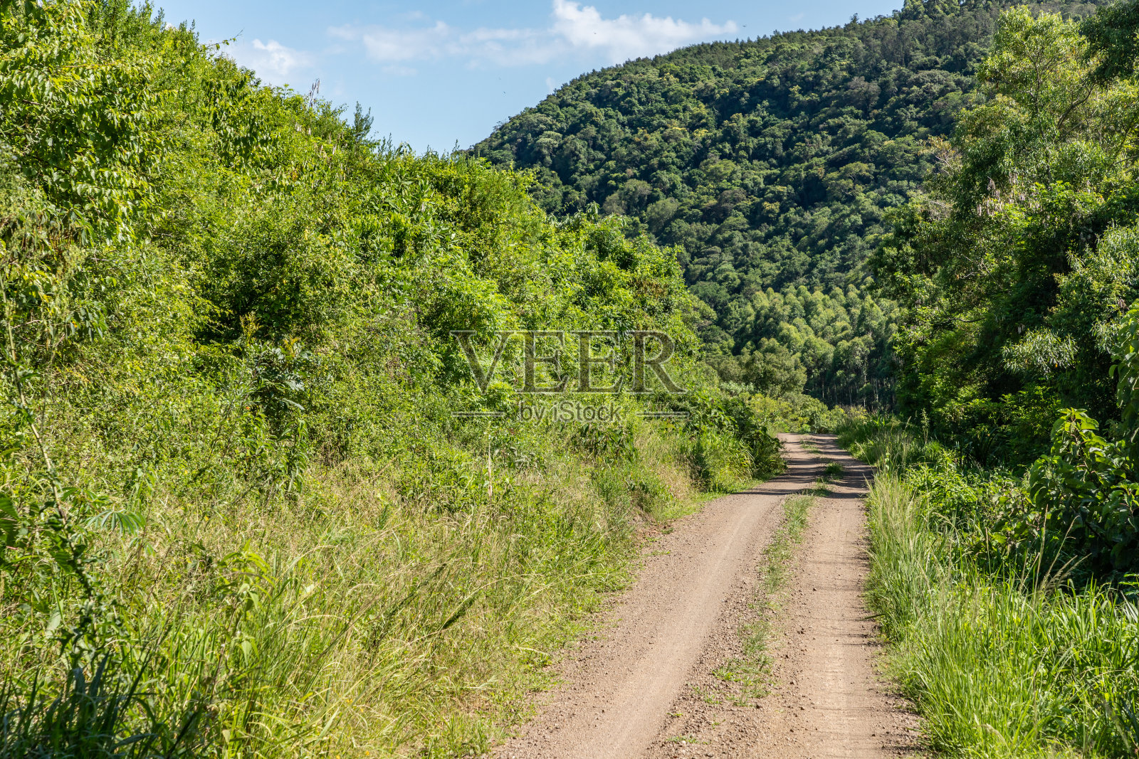 肮脏的道路周围有森林照片摄影图片