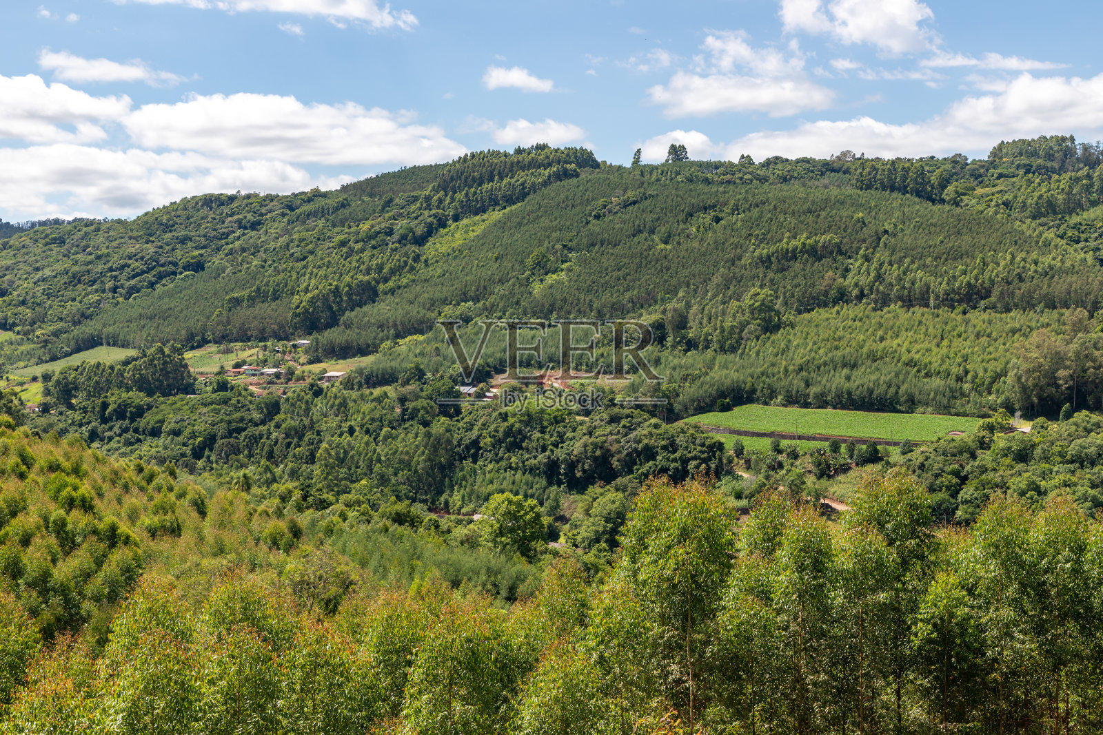 肮脏的道路和农场周围有森林照片摄影图片