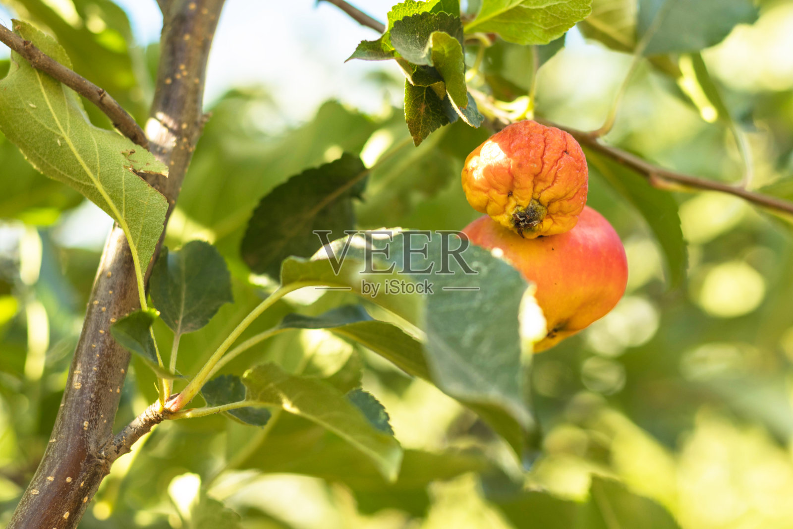 烂苹果挂在树枝上。水果成熟后。关闭了。夏天的季节。照片摄影图片