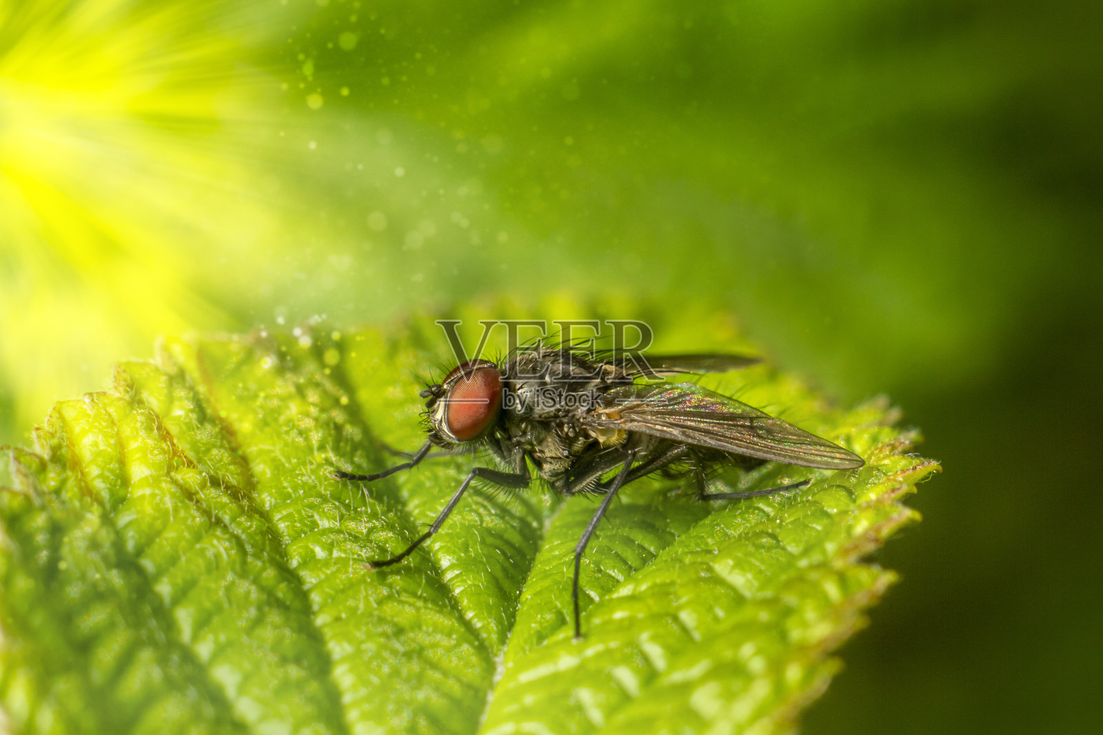 苍蝇的肖像照片摄影图片