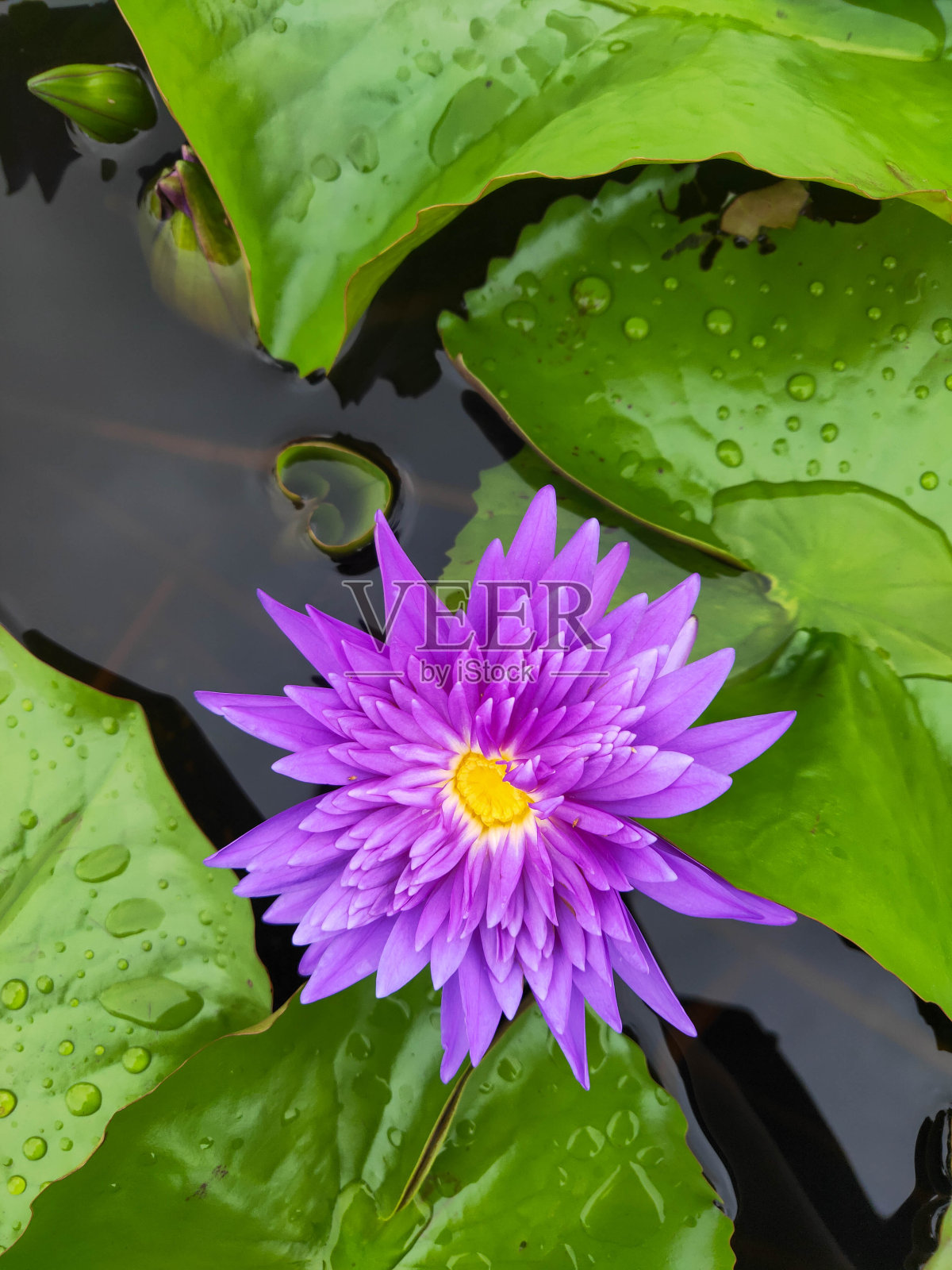 特写雨滴水美丽的暹罗国王睡莲(紫色水百合或荷花)与叶子在池塘照片摄影图片