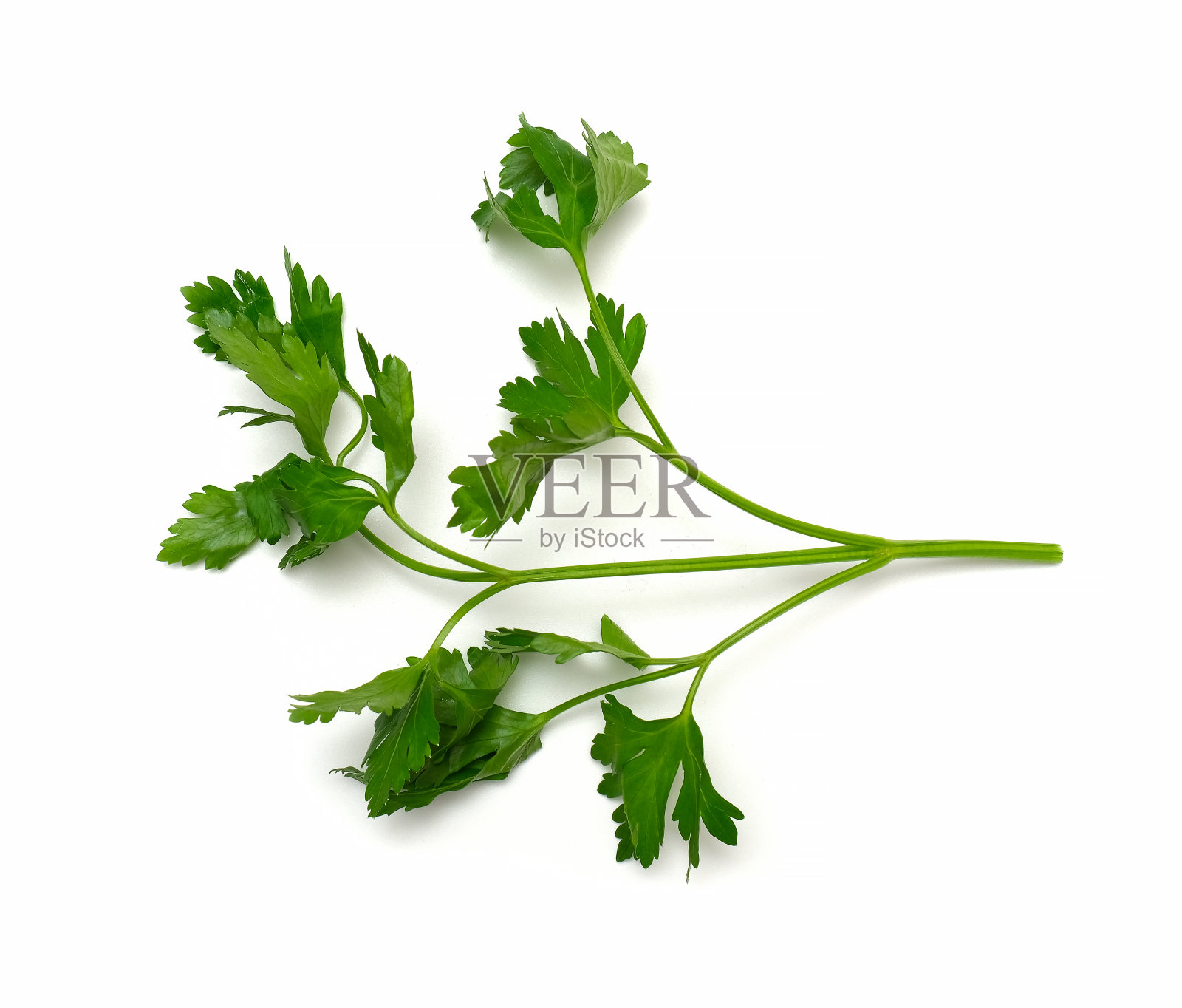 绿欧芹配白欧芹照片摄影图片