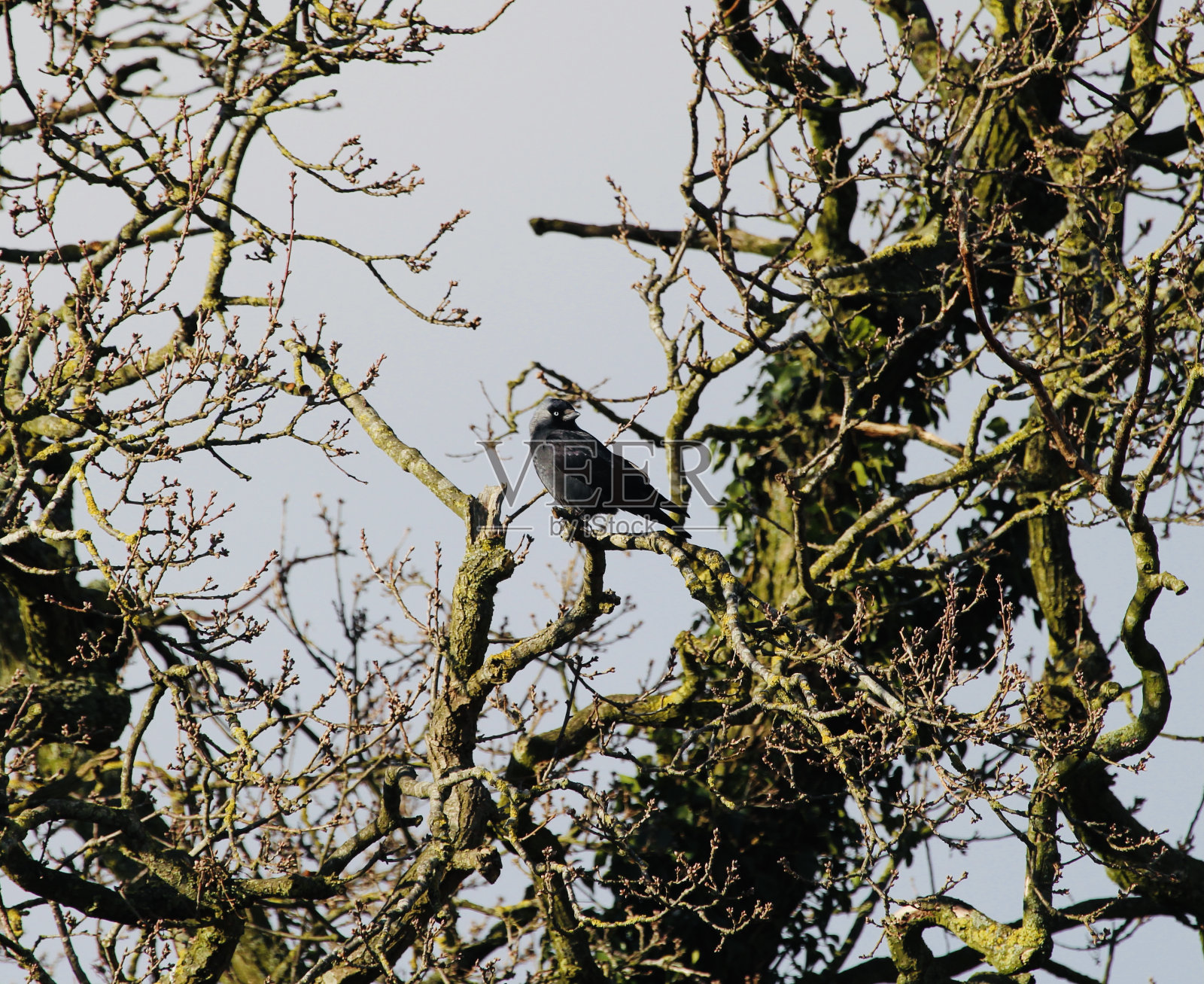 寒鸦照片摄影图片