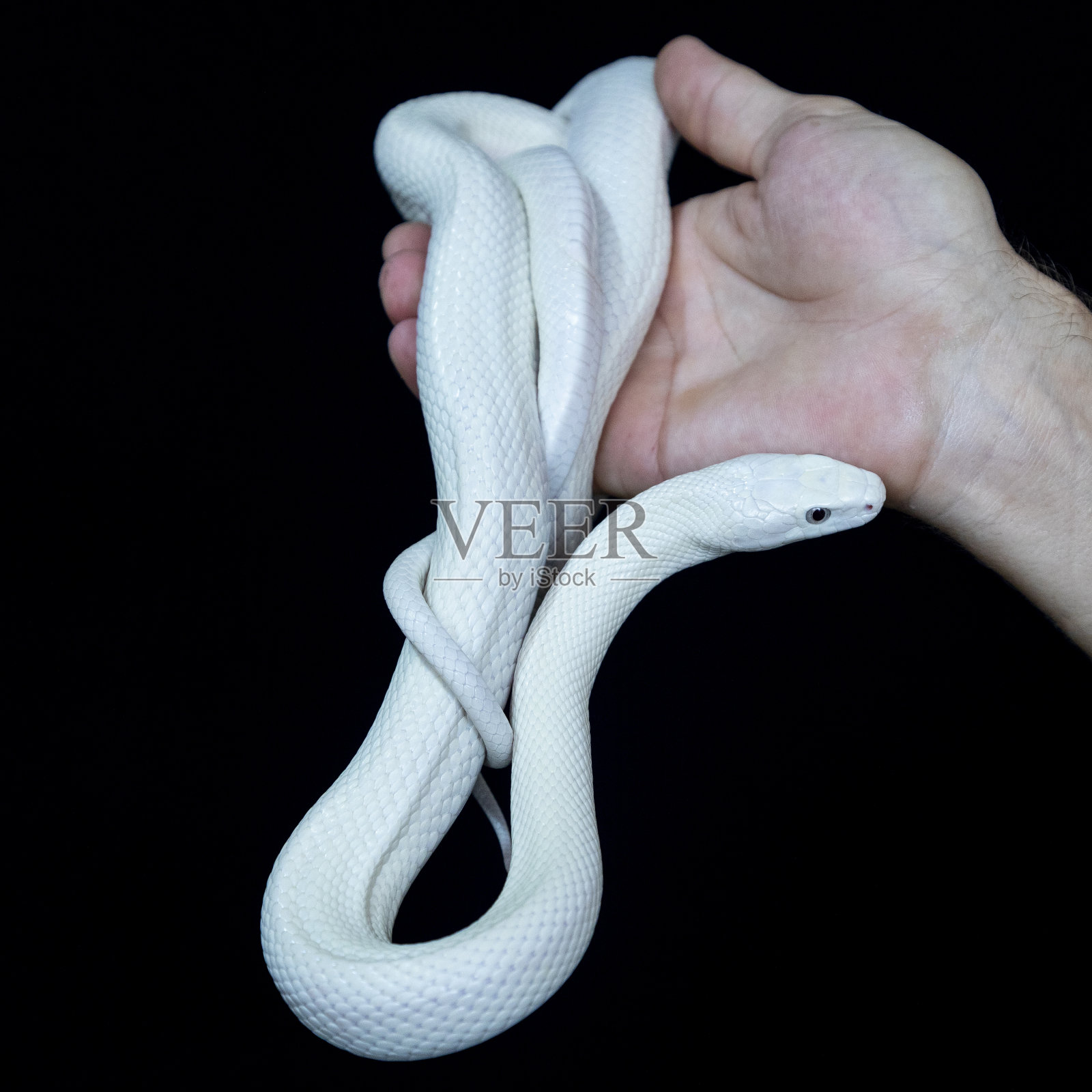 德州鼠蛇(Elaphe obsoleta lindheimeri)是鼠蛇的一个亚种，是一种无毒的黄质蛇，发现于美国，主要在德克萨斯州。照片摄影图片