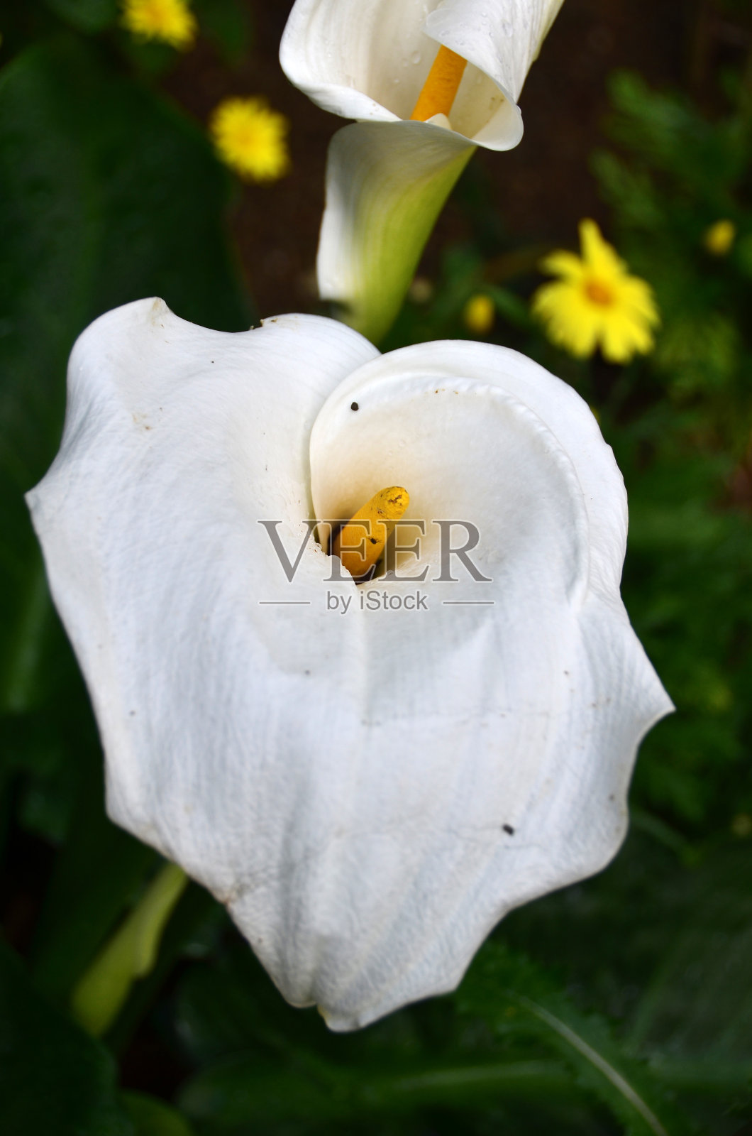 马蹄莲照片摄影图片